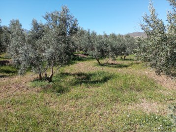 Terrenos en Baza