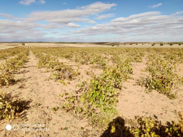 Terre à Villafranca de los Caballeros