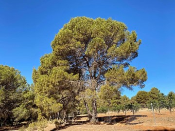 Terrenos en El Cabezo