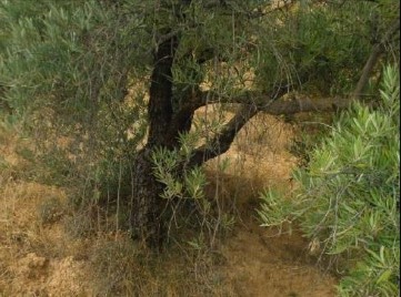 Terrenos en Alhama de Granada