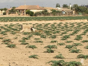 Terrenos en Torre-Pacheco