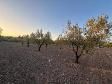 Terrenos en els Campellos