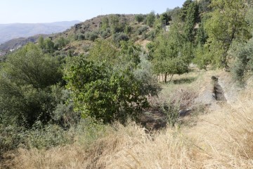 Terrenos en Mecina Bombaron