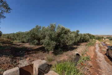 Terre à Marchena