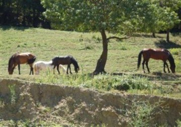 Terrenos en Porqueres