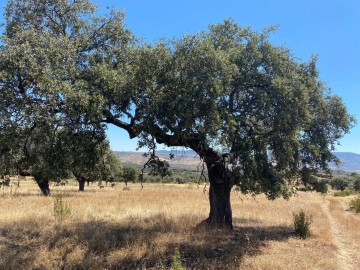 Terrenos en Aldeanueva de San Bartolomé