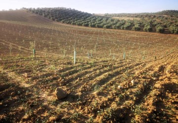 Terrenos en Cijuela