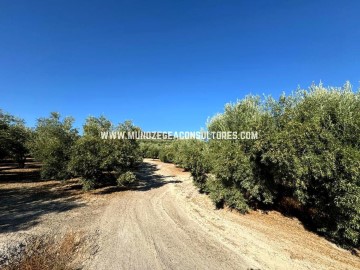 Terrenos en Llano del Espinar