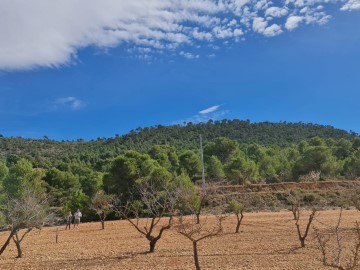 Terrenos en el Pinós / Pinoso